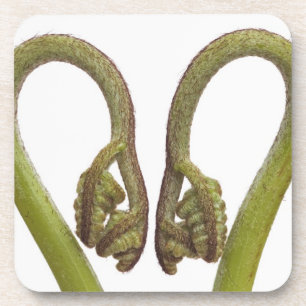 Fern sprouts 2 coaster