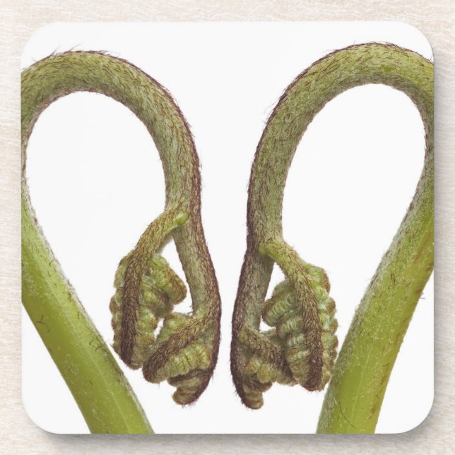 Fern sprouts 2 coaster (Front)