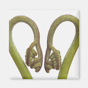 Fern sprouts 2 magnet