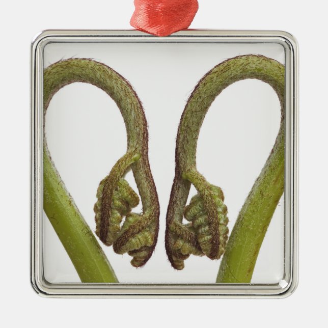 Fern sprouts 2 metal ornament (Front)