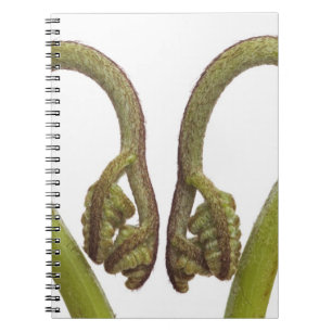 Fern sprouts 2 notebook