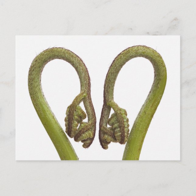 Fern sprouts 2 postcard (Front)