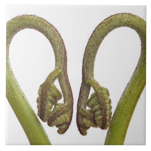 Fern sprouts 2 tile (Front)