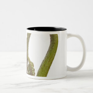 Fern sprouts 2 Two-Tone coffee mug