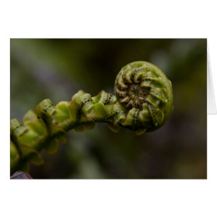 Fern Swirls Card