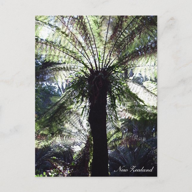 Fern Tree, New Zealand, native Nature Postcard (Front)