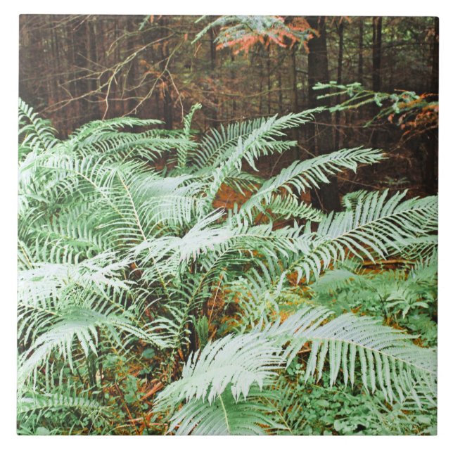 Fern Tropical Green Leaves Plant Woodland Foliage  Tile (Front)
