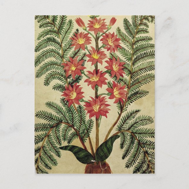 Fern with red and yellow flowers postcard (Front)