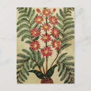 Fern with red and yellow flowers postcard