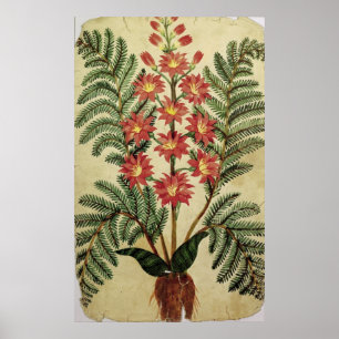 Fern with red and yellow flowers poster