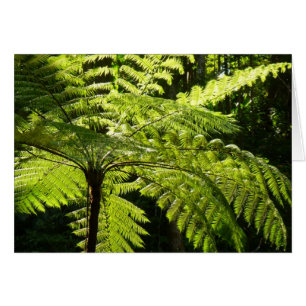 Ferne arborescente dans la forêt tropicale