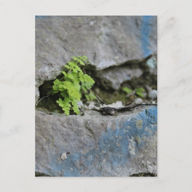 Ferne déterminée dans Boulder Blue Graffiti Carte  (Devant)