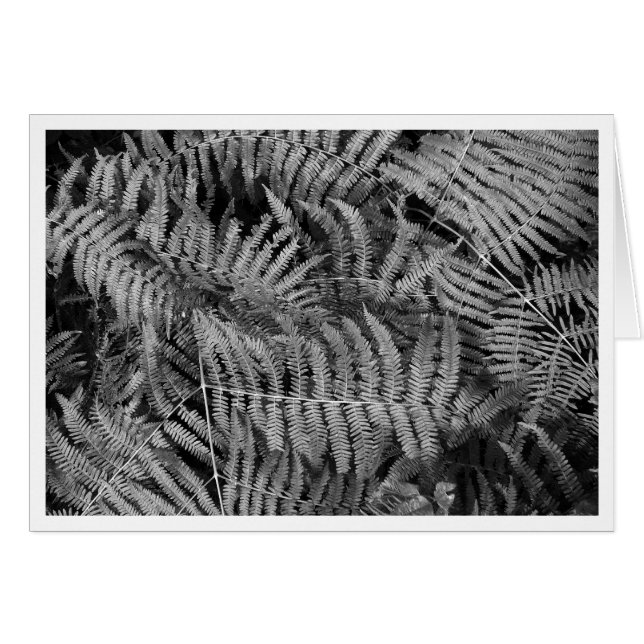 Ferns (Front Horizontal)
