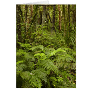 Ferns and native bush near Matai Falls, Catlins