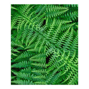Ferns: Beauty in Nature: Photo Print