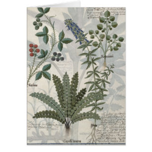 Ferns, Brambles and Flowers