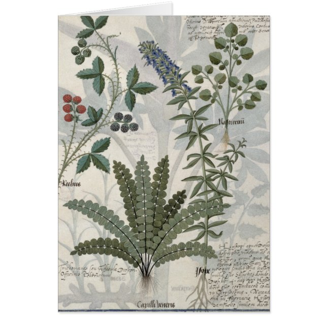 Ferns, Brambles and Flowers (Front)