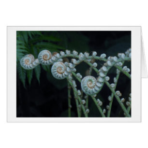 Ferns card