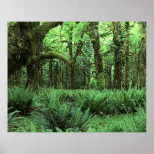 Ferns Covering a Rain Forest Floor in Olympic Poster