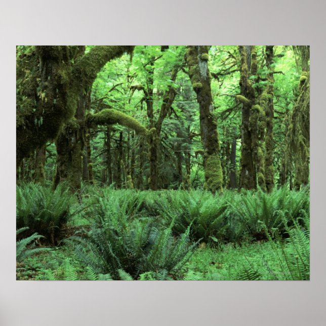 Ferns Covering a Rain Forest Floor in Olympic Poster (Front)