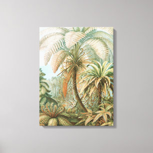 Ferns, Filicinae Laubfarne by Ernst Haeckel Canvas Print