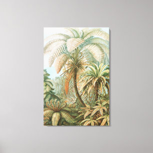 Ferns, Filicinae Laubfarne by Ernst Haeckel Canvas Print