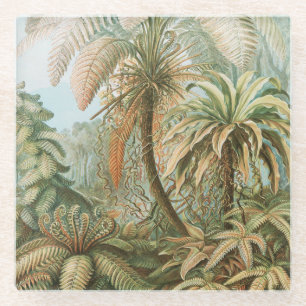 Ferns, Filicinae Laubfarne by Ernst Haeckel Glass Coaster