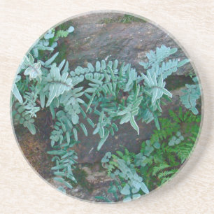 Ferns in Philadelphia Coaster