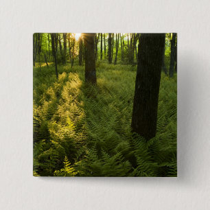 Ferns in the forest in Grafton, Massachusetts. 2 Inch Square Button