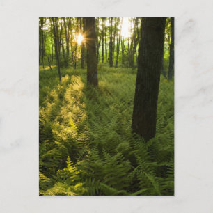 Ferns in the forest in Grafton, Massachusetts. Postcard