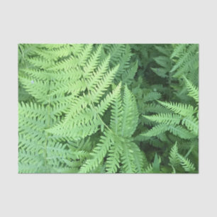 Ferns in the forest tissue paper