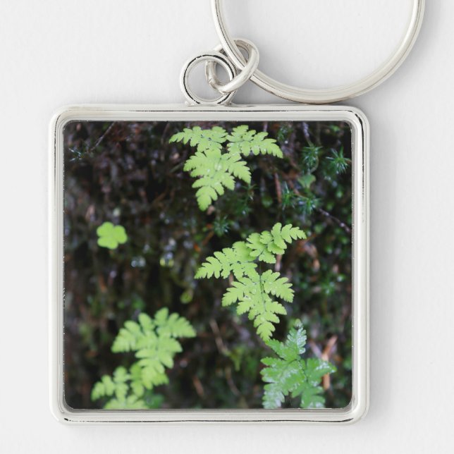 Ferns - keychain (Front)