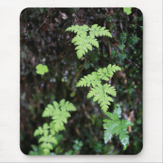Ferns - mouse pad