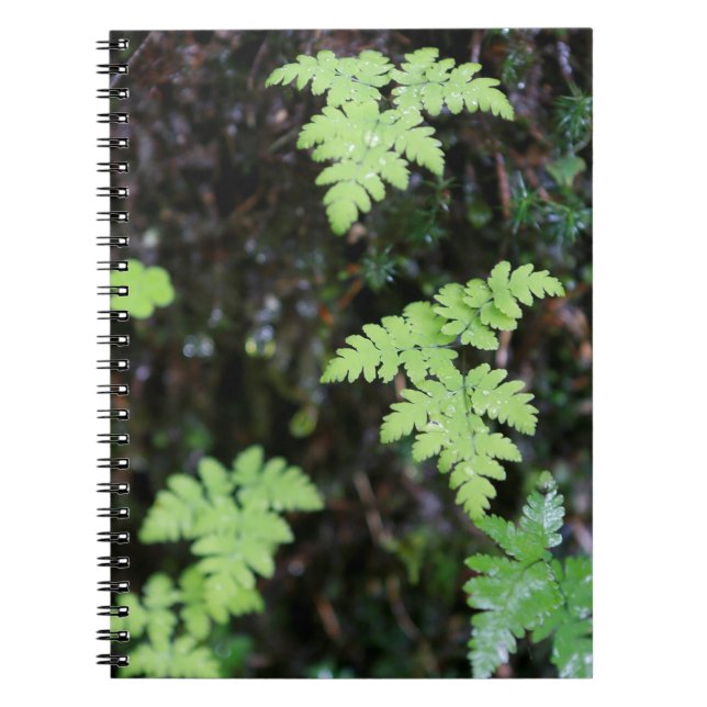Ferns - notebook (Front)
