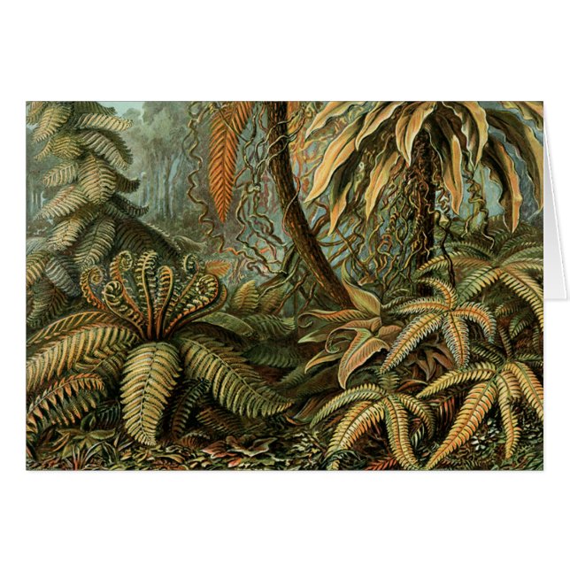 Ferns Palm Tree Antique Botanical Ferns Art (Front Horizontal)