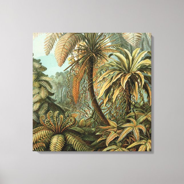 Ferns Palm Tree Antique Botanical Ferns Art Canvas Print (Front)