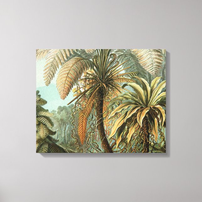 Ferns Palm Tree Antique Botanical Ferns Art Canvas Print (Front)