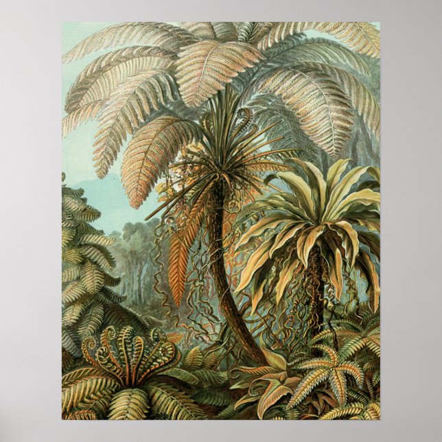 Ferns Palm Tree Antique Botanical Ferns Art Poster (Front)