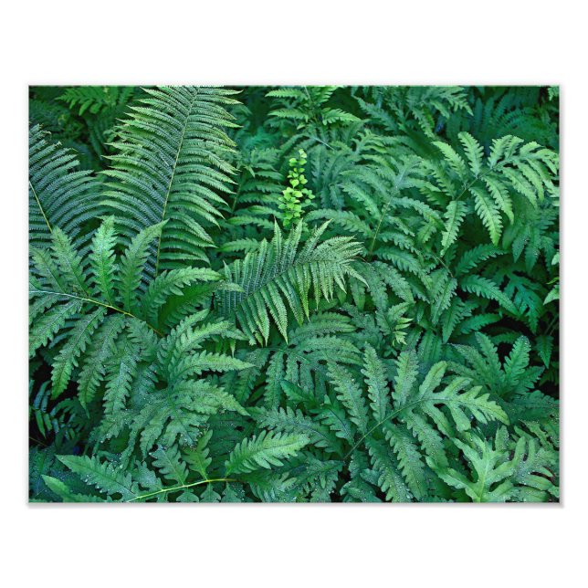 Ferns: Photo paper Print (Front)