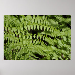 Ferns Poster