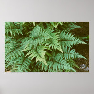 Ferns, poster