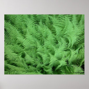 Ferns Poster