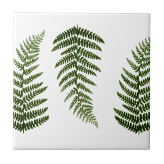 Ferns Tile