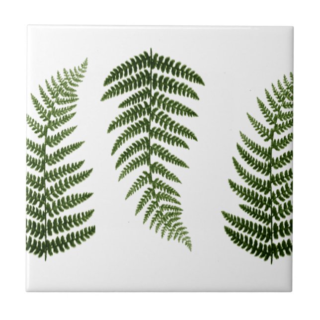 Ferns Tile (Front)