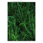 Ferns With Clover blank inside