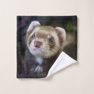 Ferret