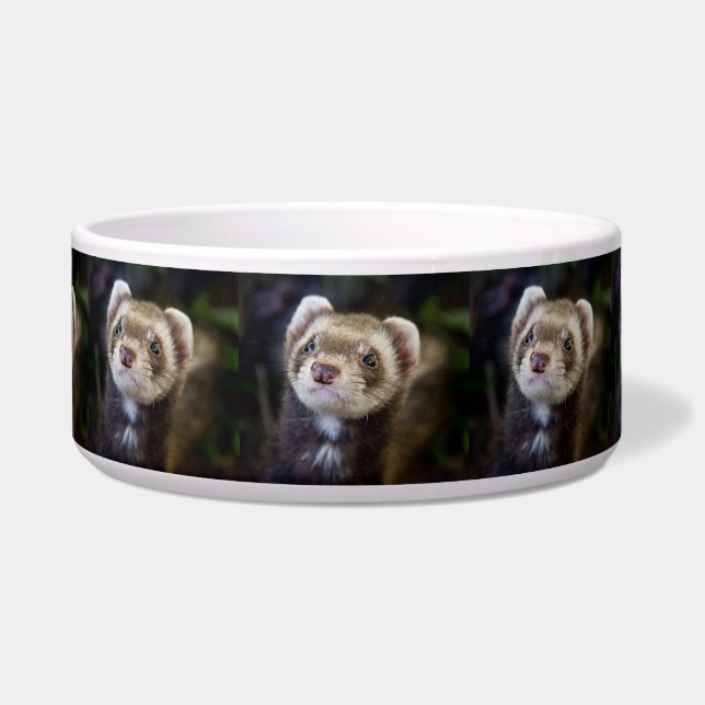 Ferret (Front)