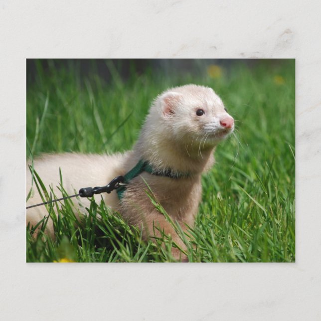 Ferret 1 postcard (Front)