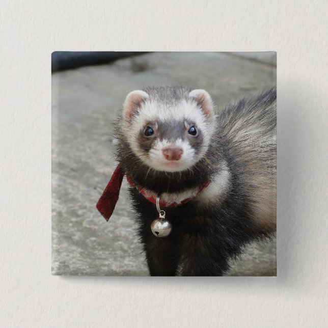 Ferret 2 Inch Square Button (Front)