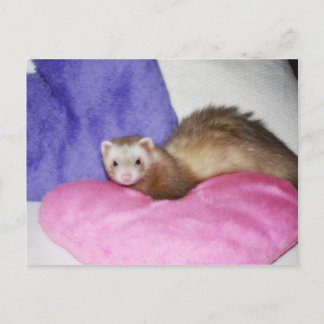 Ferret 8 postcard